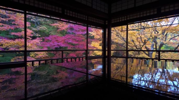 日本京都的秋天，在秋天，历史悠久的佛教寺庙周围的彩色枫树的平移镜头