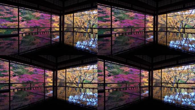日本京都的秋天，在秋天，历史悠久的佛教寺庙周围的彩色枫树的平移镜头