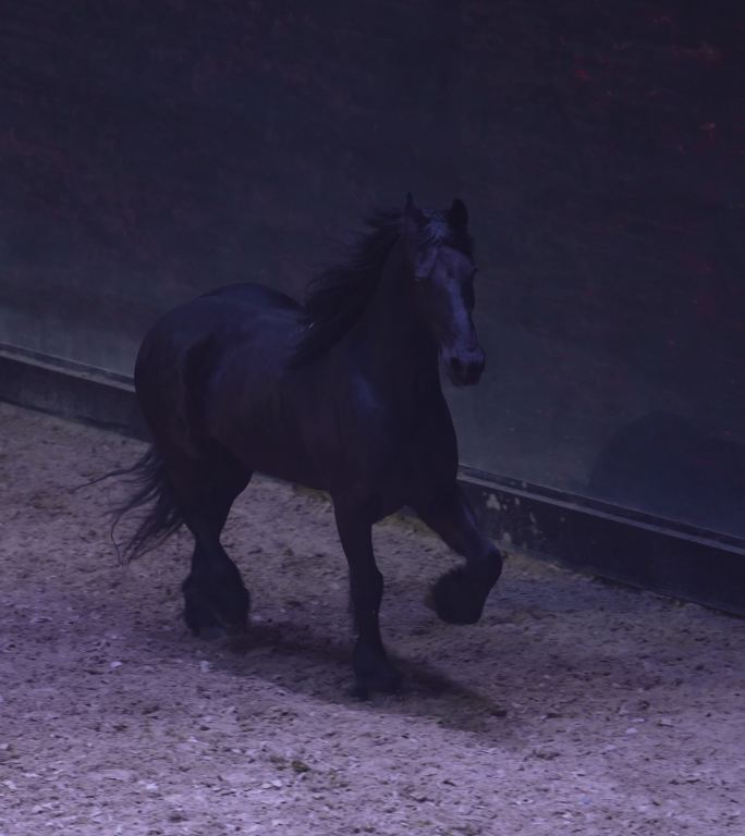 弗里斯兰马 汗血宝马 骑马 马术 马