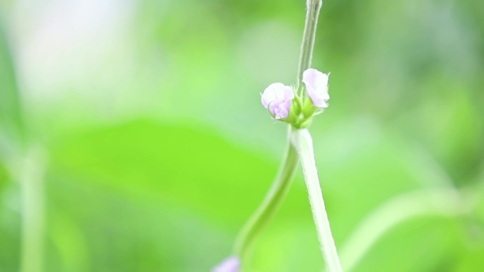 黄豆花