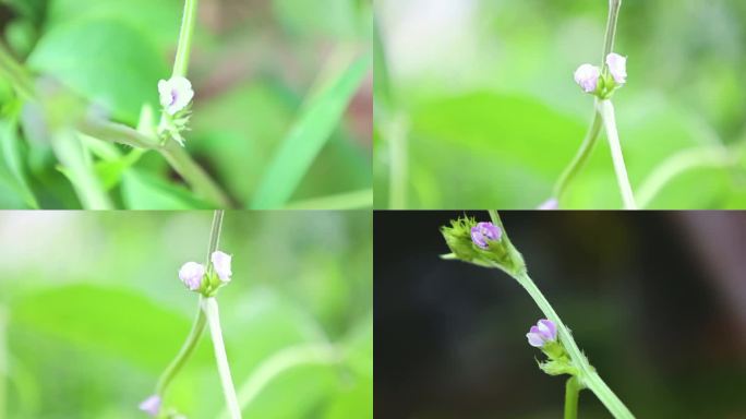 黄豆花