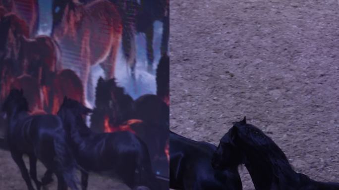 弗里斯兰马 汗血宝马 骑马 马术 马