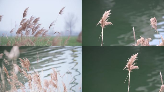 秋冬河边芦苇