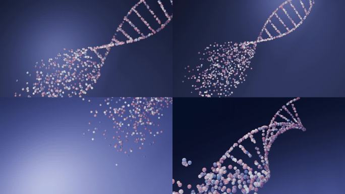 DNA组成动画