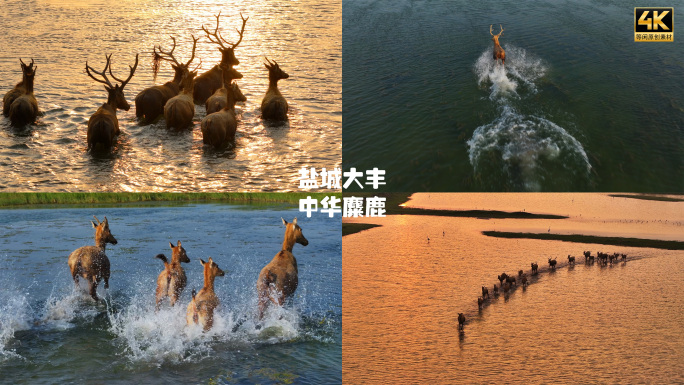 盐城大丰中华麋鹿航拍4K