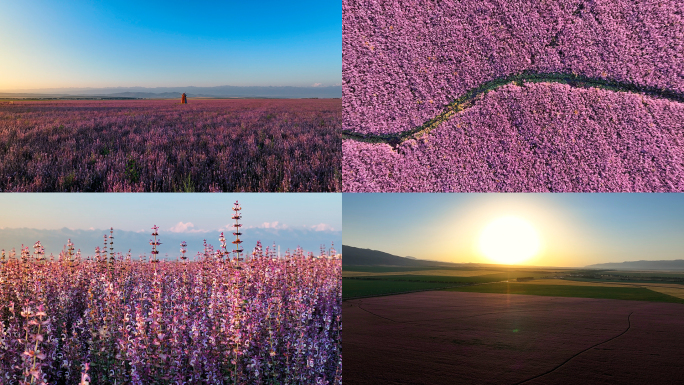 薰衣草花海昭苏紫苏花海