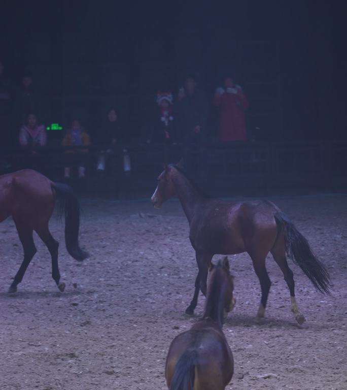 汗血宝马 马术 骑马 马