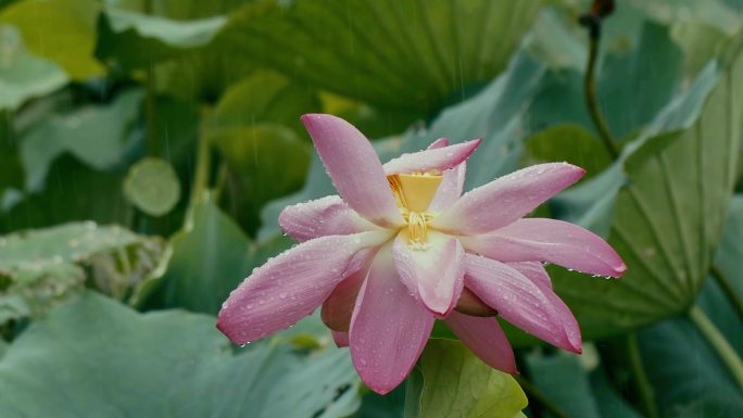 雨中荷花