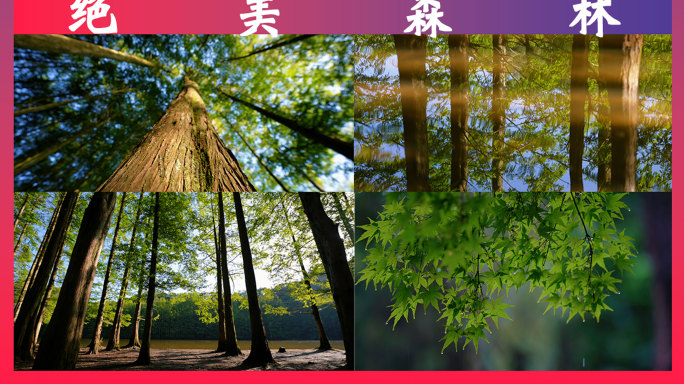 树林森林大自然生态天然氧吧夏天夏日原生态