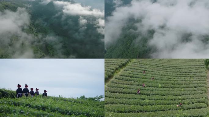 穿云航拍 茶山 畲族采茶 云雾 茶园梯田