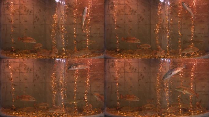 鱼缸里游来游去的鱼儿