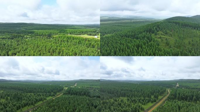 航拍延时蓝天白云下林海塞罕坝林场