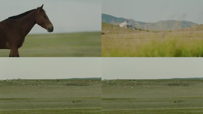 内蒙羊群蒙古包马匹