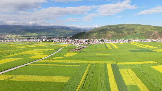 青海门源油菜花季节盛开万亩油菜花