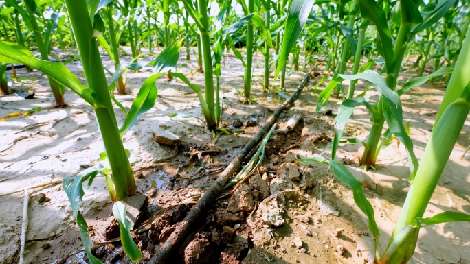 【4K】  滴灌 玉米滴灌  节水灌溉