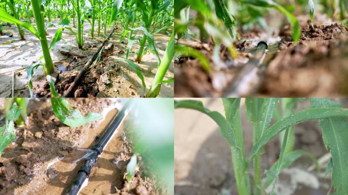 【4K】  滴灌 玉米滴灌  节水灌溉