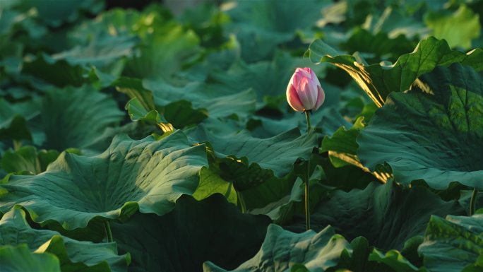 处暑 唯美夏天处暑节气小清新文艺风空镜头