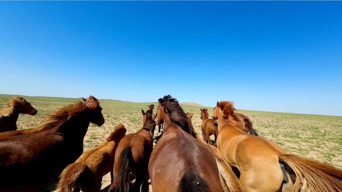 草原骏马(4K)
