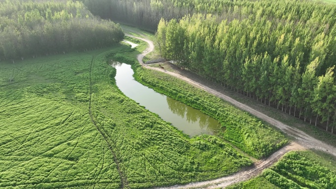 黄河两岸湿地绿色植被航拍