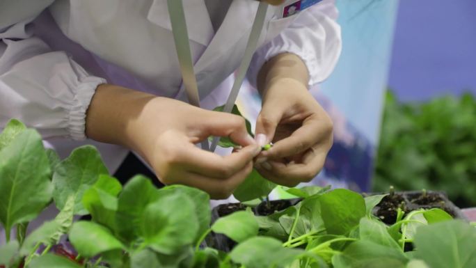 植物嫁接 人参果果实