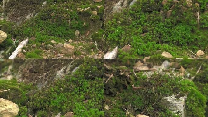 葫芦藓 矮小草本 植株 叶