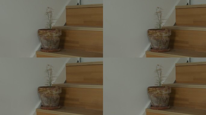 花盆日系枯萎的草