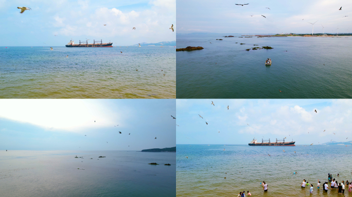 大海海鸥飞翔