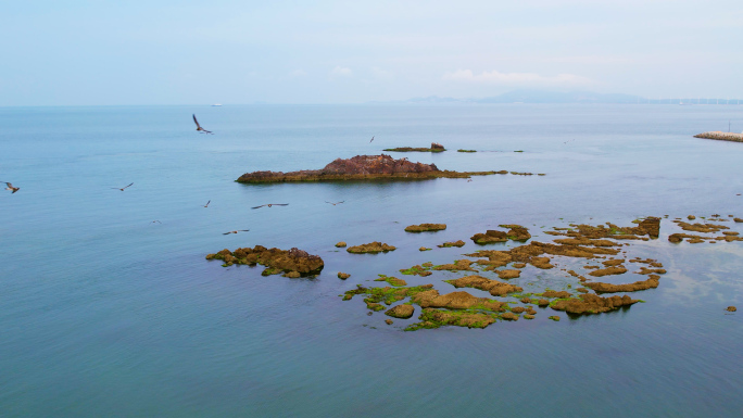 大海海鸥飞翔