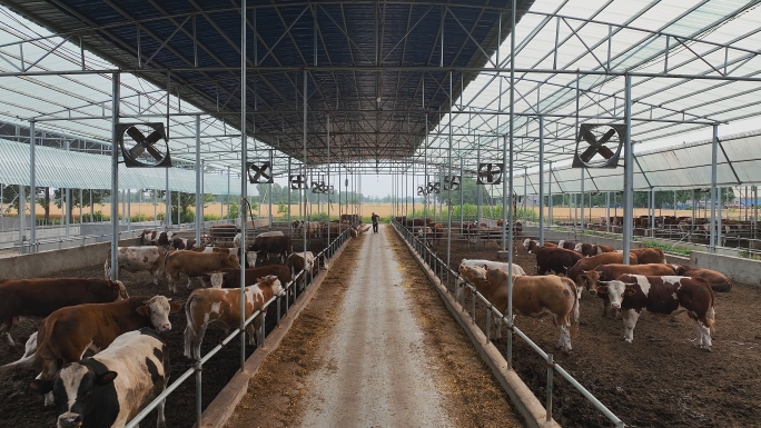 黄牛养牛肉牛养殖生态养殖农产品三农