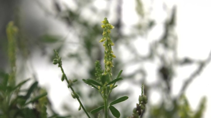 黄花草木樨 黄香草木樨 植株 花