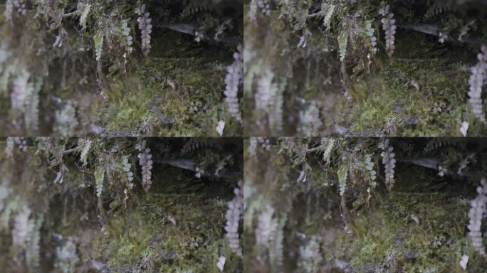 贵州梵净山高山泉水近景特写