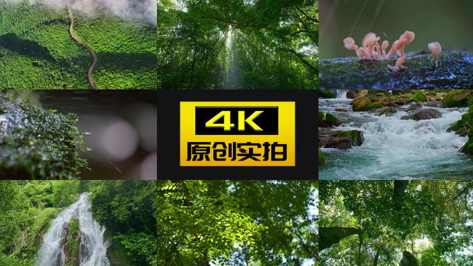 实拍森林阳光空气水小溪大自然树林原始森林