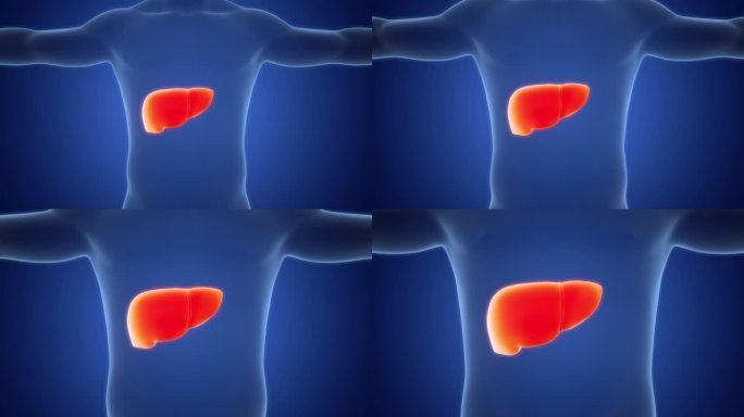 人体内部消化器官肝脏解剖动画概念