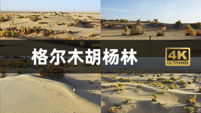 青海格尔木胡杨林航拍4K