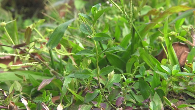 蝴蝶草 植株 花 叶 茎