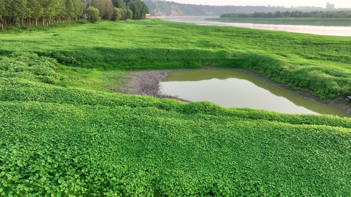 黄河两岸湿地绿色植被鸥鹭航拍