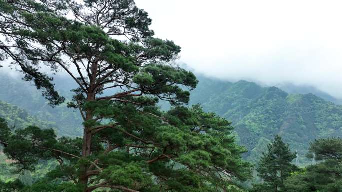 大山里的松树