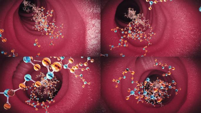 分子链在肠胃运动
