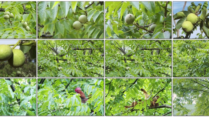 跑山鸡栖息在挂满青核桃的核桃树上