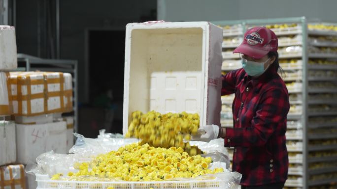 金花茶生产 冻干车间