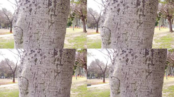 在一个自然的城市公园景观中，涂鸦的干枯树干特写