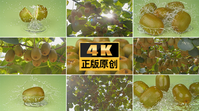 红心猕猴桃猕猴桃水果奇异果黄金果果园种植