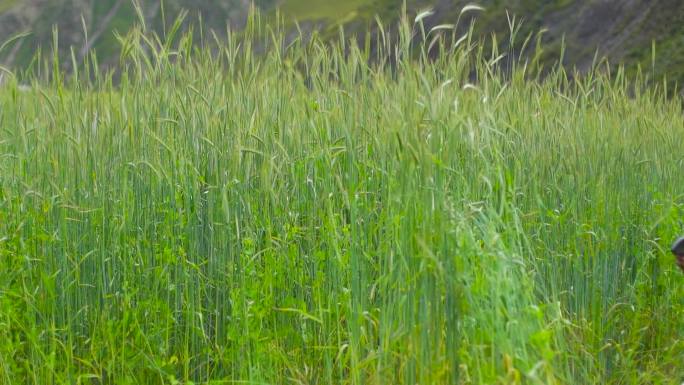 收草牛草羊草草料  农民收割 绿色牧草