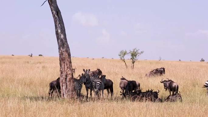 自然生态 青山绿水 房屋建筑