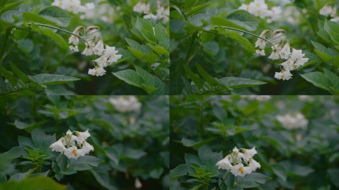 农业粮食种植土豆洋芋马铃薯花叶