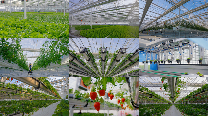 4K实拍蔬菜 草莓大棚科技种植