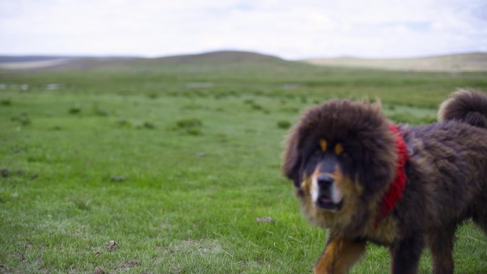 草原动物青青草原高山草原犬牧羊犬藏獒藏狗