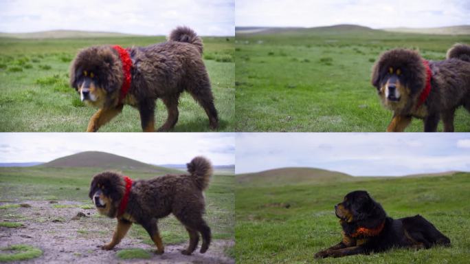 草原动物青青草原高山草原犬牧羊犬藏獒藏狗
