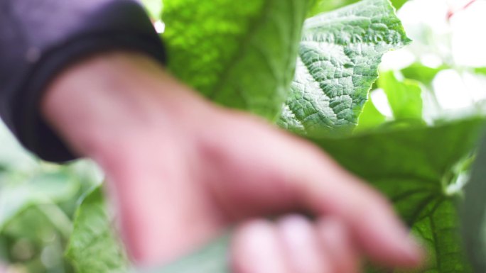 绿色蔬菜 农业就业 农业增收 蔬菜种植户