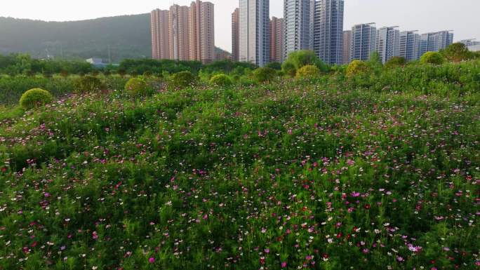 航拍大面积的格桑花波斯菊